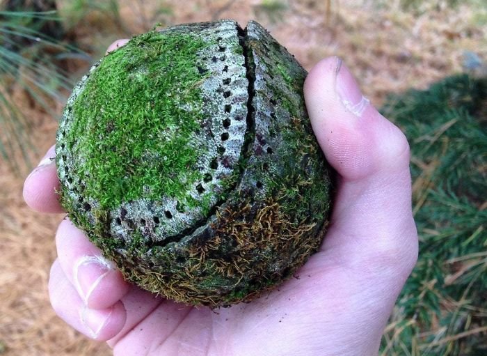 31 Creepy Things You Don’t Want to Stumble Across In the Woods and Other Fine Things!